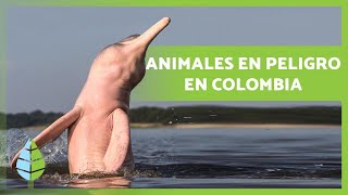 10 Animales en PELIGRO de EXTINCIÓN en COLOMBIA ⚠️🐻 [upl. by Whitcher191]