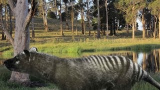 Tasmanian tiger remains discovered in northern Tasmania thylacine [upl. by Orsa348]