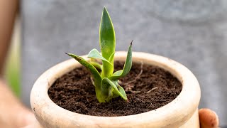 How to RePot Agave Babies [upl. by Ettevey]