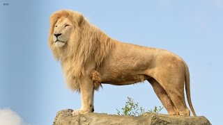 Big Cats Of The Timbavati  The Kings Pride Wildlife Documentary HD [upl. by Anitteb]