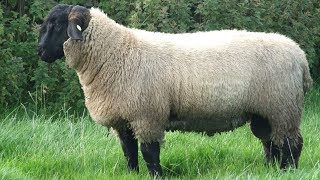 Suffolk Sheep  Large Meat Producers [upl. by Nwhas]