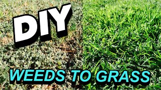 HOW TO TURN WEEDS INTO GRASS [upl. by Eberhart]