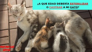 ¿A que edad debería esterilizar o castrar a mi gatoa [upl. by Rotberg861]