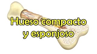 Hueso compacto y esponjoso [upl. by Bernetta]