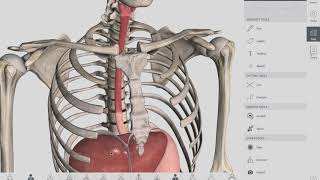 Esophageal Sphincters  Anatomy [upl. by Twelve914]