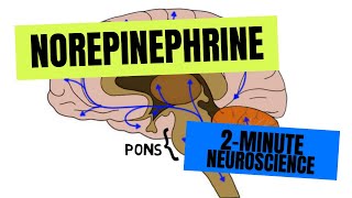 2Minute Neuroscience Norepinephrine [upl. by Ronnica]