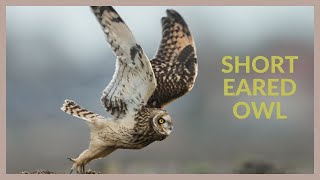 Short eared owl call  Asio flammeus [upl. by Byron]