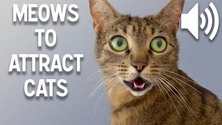 Sounds that attract cats  Meow to make cats come to you [upl. by Isidro]