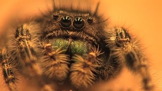 Hearing in a jumping spider [upl. by Olra783]