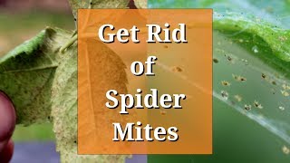 Get Rid of Spider Mites [upl. by Anelrihs]