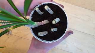 Growing Dracaena Cuttings [upl. by Gilud616]