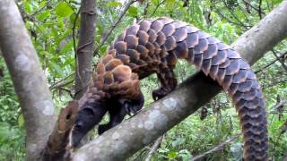 World Pangolin Day 2017 Educational documentary [upl. by Eidna]