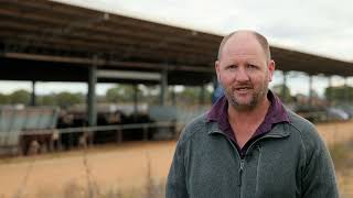 The benefits of shade at West Wimmera Beef [upl. by Malkah]