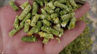 How to make grass feed by pellet mill machine [upl. by Auric55]