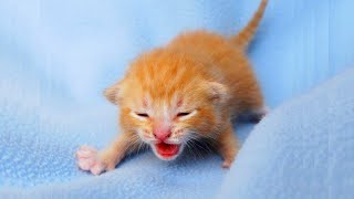 Newborn Kittens Meowing 😍 Baby Cats Meowing MEOW MEOW [upl. by Sukcirdor]