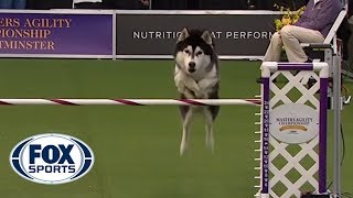 ‘Lobo’ the Siberian Husky goes off script in the 24 inch class of agility competition  FOX SPORTS [upl. by Aseek239]