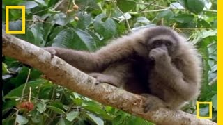 The Swinging Gibbon  National Geographic [upl. by Groscr84]