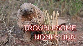 Honey Bun the pangolin The naughty dinosaur youve never heard of  BBC [upl. by Eimmelc726]