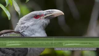 Channelbilled Cuckoo  Sounds amp Calls [upl. by Rome933]