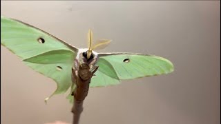 Beautiful Luna moth [upl. by Lomaj]