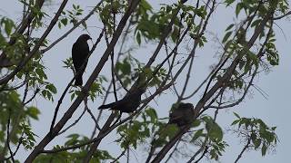 Brownheaded Cowbird Call  Bird Sound  A Bird Sitting In A Tree [upl. by Danas77]