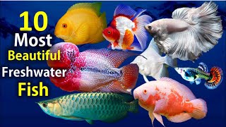 10 Most Beautiful Freshwater Fish for Aquarium [upl. by Donahoe572]