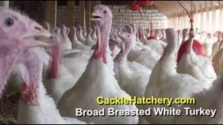 Broad Breasted White Turkey Breed Breeding Flock  Cackle Hatchery [upl. by Htelimay]