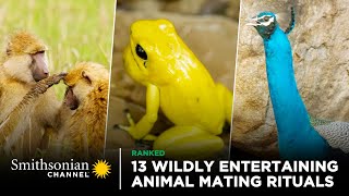 13 Wildly Entertaining Animal Mating Rituals 😍 Smithsonian Channel [upl. by Navert849]