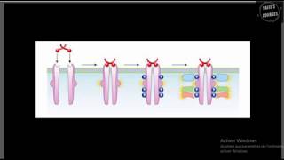 Les récepteurs tyrosine kinase MAP KINASE [upl. by Porter425]