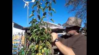 How to Prune a Pear Tree and Propagation of the cuttings [upl. by Jansson]