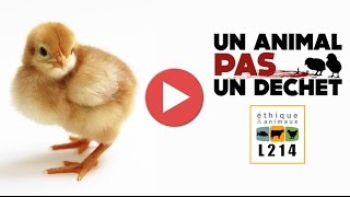 Broyage des poussins dans un couvoir en France  2014 [upl. by Mosby]