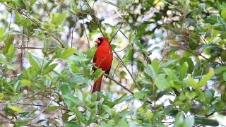 Male Northern Cardinal Red Bird Calling and Singing  HD 1080p [upl. by Asimaj]