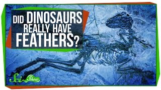 Did Dinosaurs Really Have Feathers [upl. by Jara]