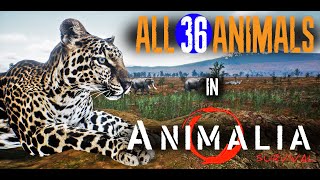 Classification of Kingdom Animalia  Animal Kingdom  Class 11 Biology Chapter 4  NCERTCBSE [upl. by Enilorak272]