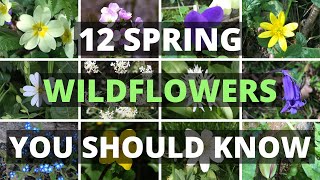 12 Spring Wildflowers You Should Know [upl. by Kassandra]