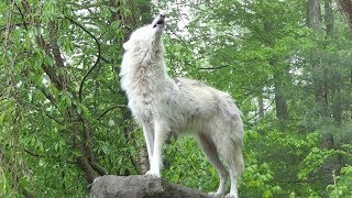 Fortytwo Wolves Howling [upl. by Lorelie]