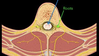 Spinal nerves [upl. by Evelinn520]