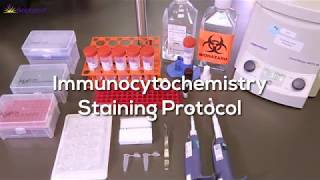 Immunocytochemistry Protocol StepbyStep [upl. by Cattima320]