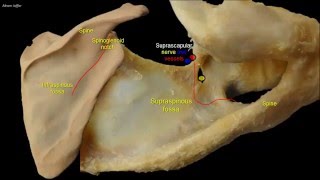 Osteology of the scapula [upl. by Roach402]