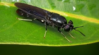 Black Soldier Fly Production Part 1 Introduction [upl. by Teraj535]