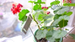 Pelargoner  Övervintra och vinterföra dina pelargoner skötsel [upl. by Eirrab]