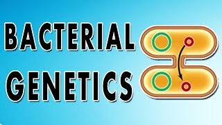 UV effects on bacteria timelapse [upl. by Neeluqcaj]