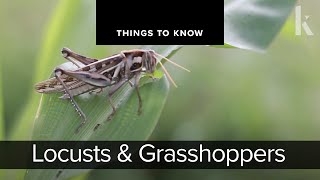 Locusts and Grasshoppers  Things to Know [upl. by Eimmis112]