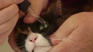 How to apply eye drops or ointment to your cat [upl. by Brooke611]