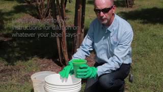 How to treat for crapemyrtle bark scale [upl. by Goltz]