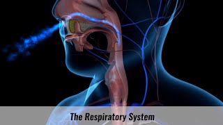 The Human Respiratory System Explained [upl. by Ytte245]