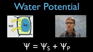 Water Potential [upl. by Atsirk]