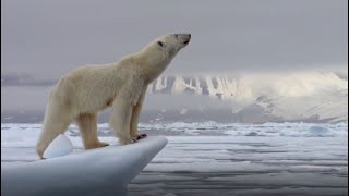 Best Polar Bear Moments  Part 1  BBC Earth [upl. by Suirtimed855]