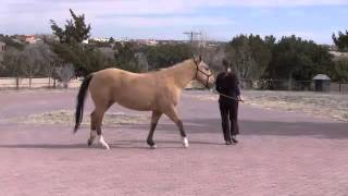 How to Assess Equine Lameness at the Walk [upl. by Daune]