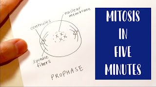 Mitosis in 5 Minutes  Drawing and Labeling Diagram Tutorial [upl. by Uziel764]